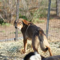 Dragon Tiscar Farm Dog, a male Akita and Dutch Shepherd for sale in Maricopa, AZ – Photo 1 of 10