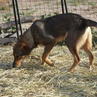Dragon Tiscar Farm Dog, a male Akita and Dutch Shepherd for sale in Maricopa, AZ – Photo 2 of 10