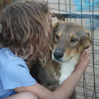 Dragon Tiscar Farm Dog, a male Akita and Dutch Shepherd for sale in Maricopa, AZ – Photo 5 of 10