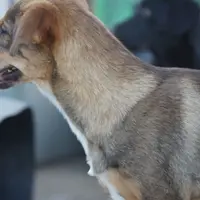 Dragon Tiscar Farm Dog, a male Akita and Dutch Shepherd for sale in Maricopa, AZ – Photo 7 of 10