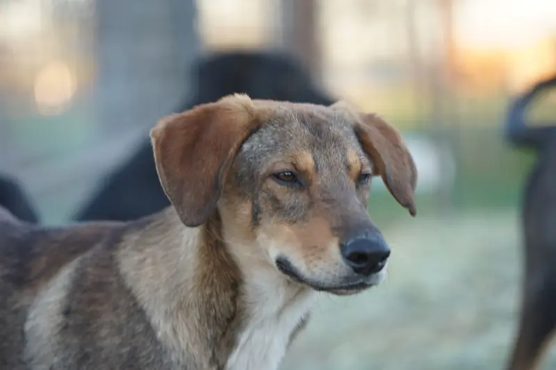 Dragon Tiscar Farm Dog – Akita, Dutch Shepherd puppy for sale in Maricopa, AZ