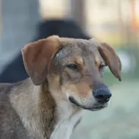 Dragon Tiscar Farm Dog, a male Akita and Dutch Shepherd for sale in Maricopa, AZ – Photo 3 of 10