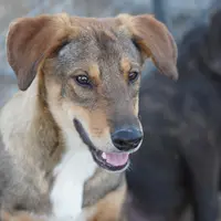Dragon Tiscar Farm Dog, a male Akita and Dutch Shepherd for sale in Maricopa, AZ – Photo 4 of 10
