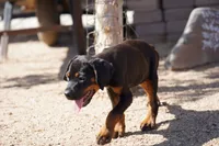 Rott (GenM1), a male Rottweiler for sale in Maricopa, AZ – 4 of 7