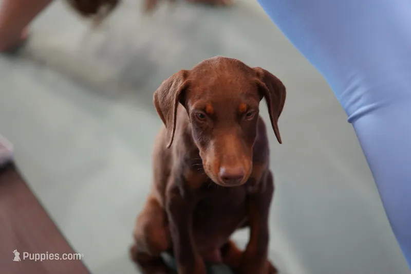 Dobie Red M – Doberman Pinscher puppy for sale in Maricopa, AZ