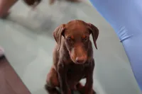 Dobie Red M, a male Doberman Pinscher for sale in Maricopa, AZ – 1 of 9