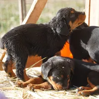 Angel F3, a female Rottweiler for sale in Maricopa, AZ – Photo 3 of 6