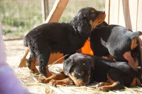 processed/62ef5f7d-774d-459e-8c5f-d063c1a1778f/listing/853b2529-3bc0-440d-a2e9-b1a77be994af/42cc68fe-153a-4c86-83fd-6e03f13f0ab3