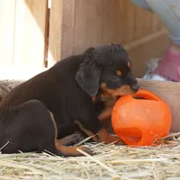 Angel F3, a female Rottweiler for sale in Maricopa, AZ – Photo 2 of 6
