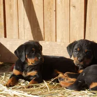Angel F3, a female Rottweiler for sale in Maricopa, AZ – Photo 4 of 6