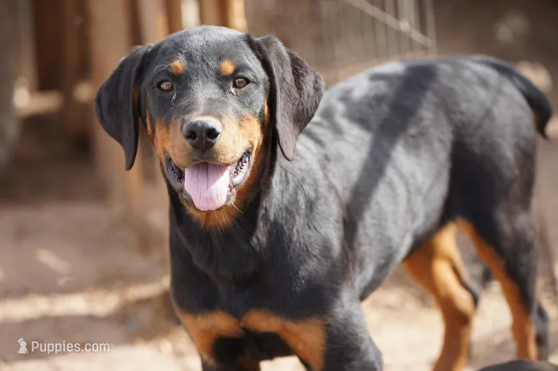 Angel F3 – Rottweiler puppy for sale in Maricopa, AZ