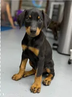 Dobie (Blk F1), a female Doberman Pinscher for sale in Maricopa, AZ – 4 of 8