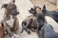 Midnight Brindle M, a male American Mastiff for sale in Maricopa, AZ – 8 of 10