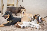 Doberdane (Sparky), a male Doberman Pinscher and Great Dane for sale in Maricopa, AZ – 9 of 10