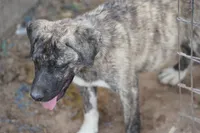Bansky (SliverBrindle), a male Siberian Husky and American Mastiff for sale in Maricopa, AZ – 5 of 10