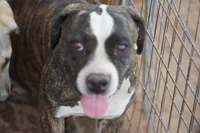 Bansky (B2), a female Siberian Husky and American Mastiff for sale in Maricopa, AZ – 7 of 10