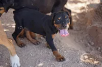 Rott (GenM2), a male Rottweiler for sale in Maricopa, AZ – 6 of 9