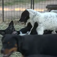 Squeeky Tiscar Farm Dog, a female Akita and Dutch Shepherd for sale in Maricopa, AZ – Photo 9 of 10
