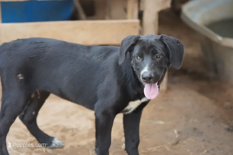 Squeeky Tiscar Farm Dog – Akita, Dutch Shepherd puppy for sale in Maricopa, AZ