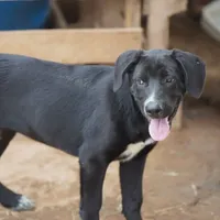 Squeeky Tiscar Farm Dog, a female Akita and Dutch Shepherd for sale in Maricopa, AZ – Photo 3 of 10