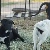 Squeeky Tiscar Farm Dog, a female Akita and Dutch Shepherd for sale in Maricopa, AZ – Photo 6 of 10