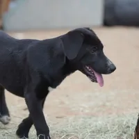 Squeeky Tiscar Farm Dog, a female Akita and Dutch Shepherd for sale in Maricopa, AZ – Photo 2 of 10
