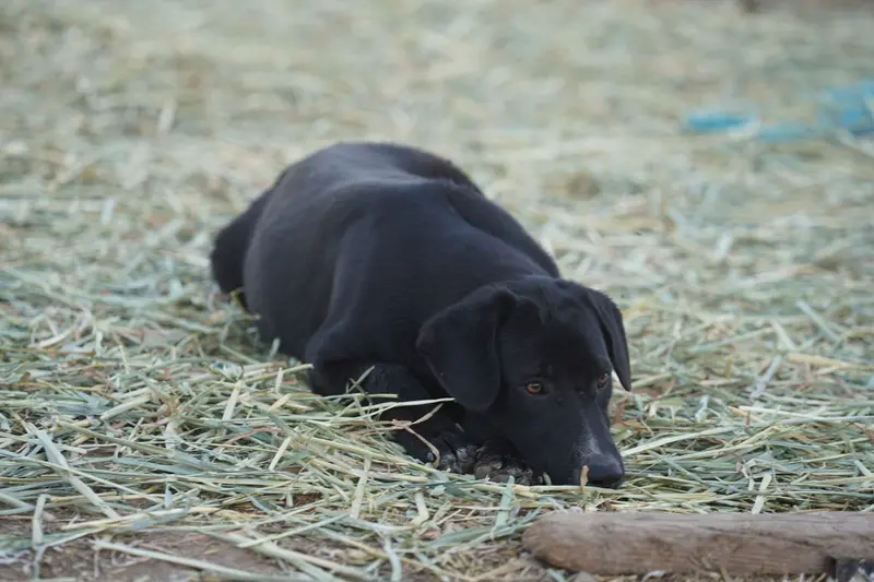 Squeeky Tiscar Farm Dog