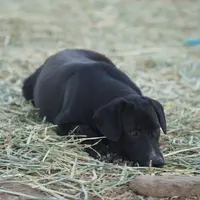 Squeeky Tiscar Farm Dog, a female Akita and Dutch Shepherd for sale in Maricopa, AZ – Photo 1 of 10