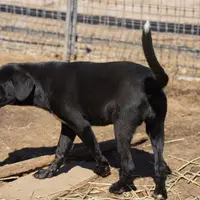 Squeeky Tiscar Farm Dog, a female Akita and Dutch Shepherd for sale in Maricopa, AZ – Photo 4 of 10
