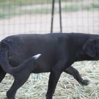 Squeeky Tiscar Farm Dog, a female Akita and Dutch Shepherd for sale in Maricopa, AZ – Photo 8 of 10