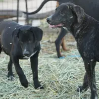 Squeeky Tiscar Farm Dog, a female Akita and Dutch Shepherd for sale in Maricopa, AZ – Photo 7 of 10