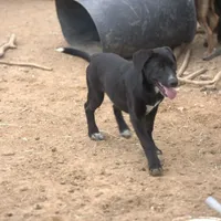 Squeeky Tiscar Farm Dog, a female Akita and Dutch Shepherd for sale in Maricopa, AZ – Photo 10 of 10
