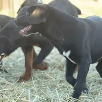 Squeeky Tiscar Farm Dog, a female Akita and Dutch Shepherd for sale in Maricopa, AZ – Photo 5 of 10