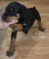 Lucy, a female Rottweiler for sale in Maricopa, AZ – 7 of 10