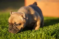 Micro Exotic Dave, a male American Bully for sale in Maricopa, AZ – Photo 8 of 10