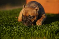 Micro Exotic Dave, a male American Bully for sale in Maricopa, AZ – Photo 4 of 10