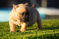 Micro Exotic Dave, a male American Bully for sale in Maricopa, AZ – Photo 5 of 10