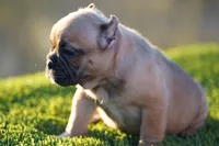 Micro Exotic Dave, a male American Bully for sale in Maricopa, AZ – Photo 6 of 10