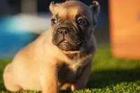 Micro Exotic Dave, a male American Bully for sale in Maricopa, AZ – Photo 10 of 10