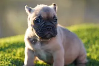 Micro Exotic Dave, a male American Bully for sale in Maricopa, AZ – Photo 7 of 10