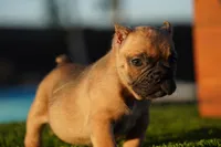 Micro Exotic Dave, a male American Bully for sale in Maricopa, AZ – Photo 2 of 10