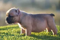 Micro Exotic Dave, a male American Bully for sale in Maricopa, AZ – Photo 9 of 10