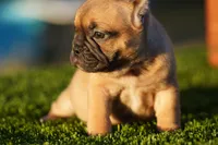 Micro Exotic Dave, a male American Bully for sale in Maricopa, AZ – Photo 1 of 10