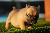 Micro Exotic Dave, a male American Bully for sale in Maricopa, AZ – Photo 3 of 10