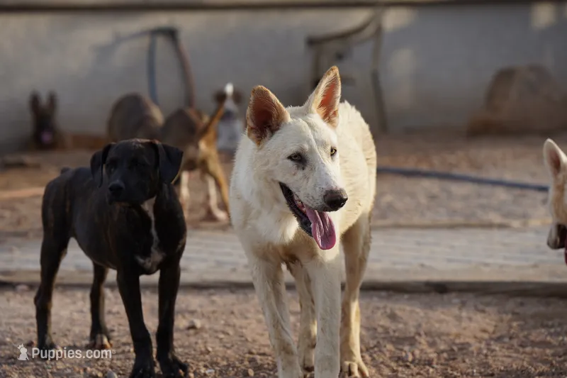 Tiscar Farm Dog (Alex) – Akita, McNab Shepherd puppy for sale in Maricopa, AZ