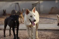 Tiscar Farm Dog (Alex), a male Akita and McNab Shepherd for sale in Maricopa, AZ – 1 of 10