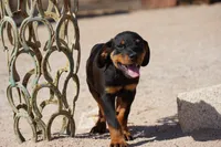 Vermithor, a male Rottweiler for sale in Maricopa, AZ – 2 of 8