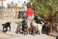 Toes M Cream, a male Akita and McNab Shepherd for sale in Maricopa, AZ – 10 of 10