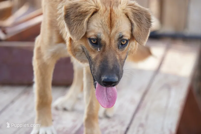 Tiscar Farm Dog (Cali) – Akita, McNab Shepherd puppy for sale in Maricopa, AZ