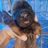 Sascha reddish F, a female Belgian Malinois for sale in Maricopa, AZ – Photo 1 of 6